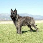 伯格尔・德皮卡第犬